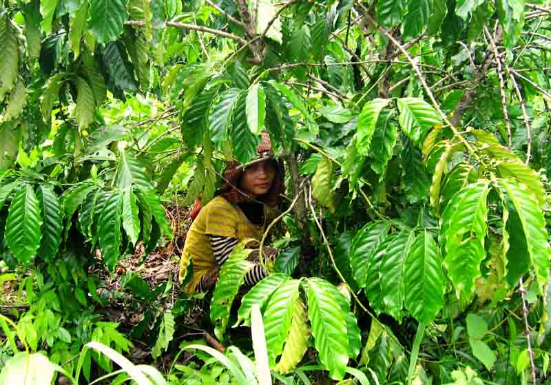 Dish: Khmer coffee highs