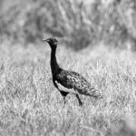 Bengal florican copy1