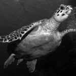 Hawksbill turtle, Red Sea, Egypt